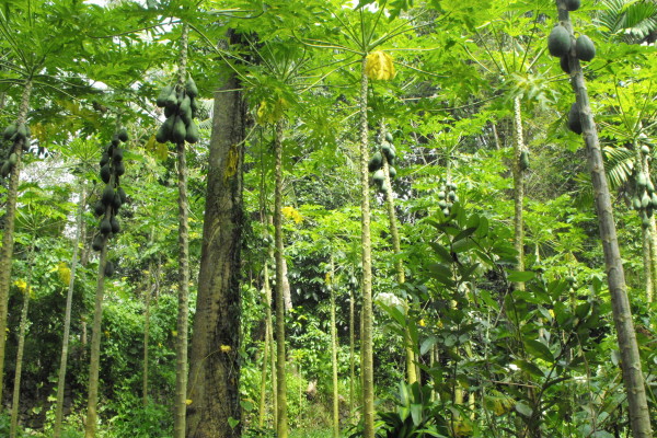 01-Anbau-von-regionalen-Früchten-Papaya-Bäume