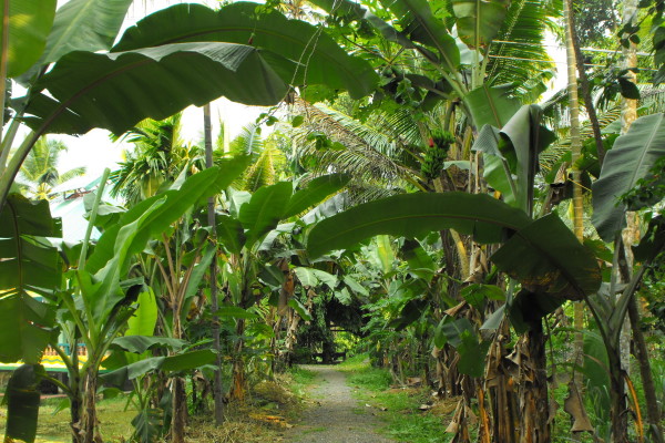 03aa_Ein-Spaziergang-durch-die-Bananenplantagen-zum-Ufer-der-Backwaters