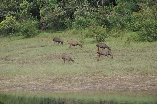 24_Wildtierbeobachtung-bei-Wanderungen-in-Kumily-Südindien